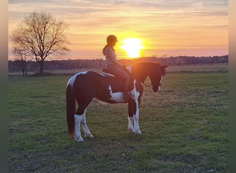 Polish sport horse Mix, Mare, 5 years, 16 hh, Pinto