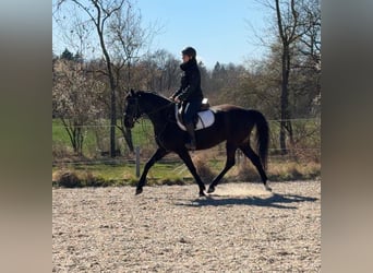 Polish sport horse, Mare, 5 years, 16 hh, Smoky-Black
