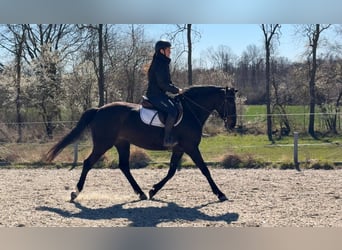 Polish sport horse, Mare, 5 years, 16 hh, Smoky-Black