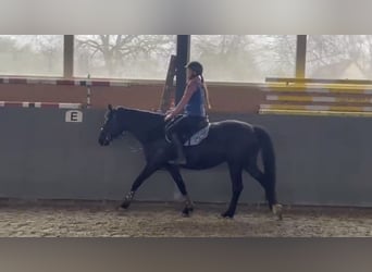 Polish sport horse, Mare, 5 years, 16 hh, Smoky-Black