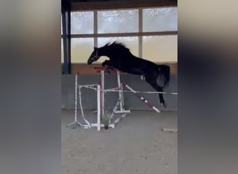 Polish sport horse, Mare, 5 years, 16 hh, Smoky-Black