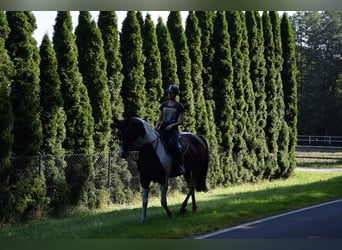 Polish sport horse, Mare, 5 years, 16,1 hh, Pinto