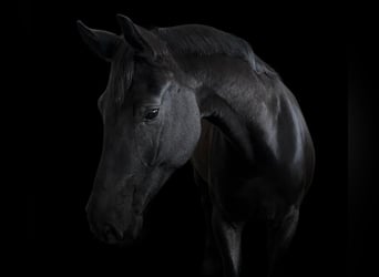 Polish sport horse, Mare, 5 years, 17 hh, Black