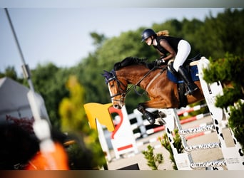 Polish sport horse, Mare, 5 years, 17 hh, Brown