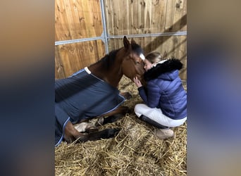 Polish sport horse, Mare, 5 years, 17 hh, Brown