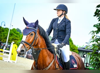 Polish sport horse, Mare, 5 years, 17 hh, Brown