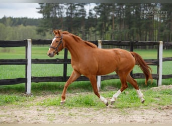 Polish sport horse, Mare, 6 years, 15 hh, Chestnut-Red