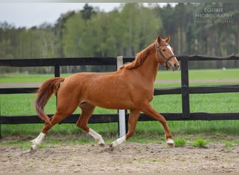 Polish sport horse, Mare, 6 years, 15 hh, Chestnut-Red