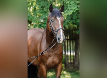 Polish sport horse, Mare, 6 years, 16.1 hh, Brown
