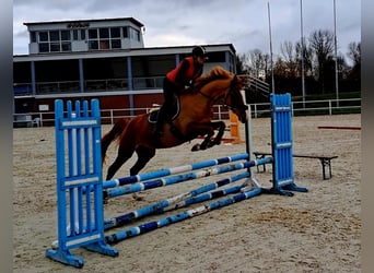 Polish sport horse, Mare, 6 years, 16.1 hh, Chestnut-Red