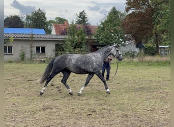 Polish sport horse, Mare, 6 years, 16.1 hh, Grey