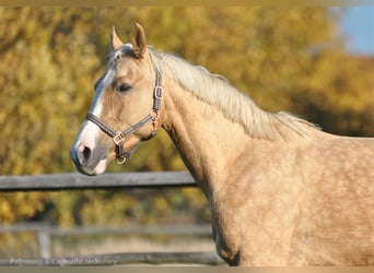 Polish sport horse, Mare, 6 years, 16.1 hh, Palomino