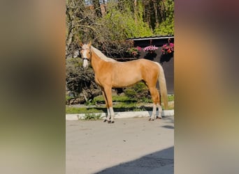 Polish sport horse, Mare, 6 years, 16.1 hh, Palomino