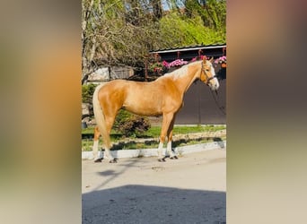 Polish sport horse, Mare, 6 years, 16.1 hh, Palomino