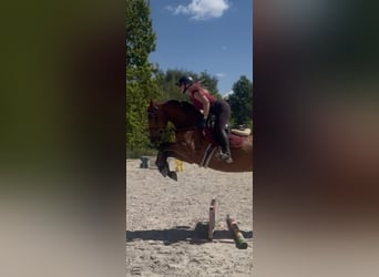 Polish sport horse, Mare, 6 years, 16 hh, Bay