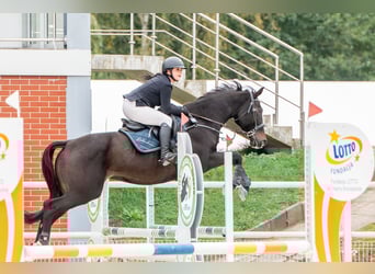Polish sport horse, Mare, 6 years, 16 hh, Black
