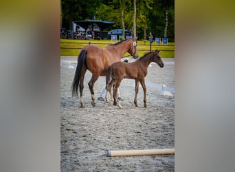 Polish sport horse, Mare, 6 years, 16 hh