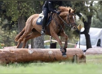 Polish sport horse, Mare, 6 years, 16 hh, Chestnut-Red