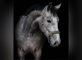 Polish sport horse, Mare, 6 years, 16 hh, Grey