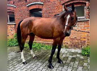 Polish sport horse, Mare, 6 years, 16,1 hh, Brown