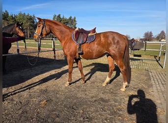 Polish sport horse, Mare, 7 years, 15,3 hh, Chestnut-Red