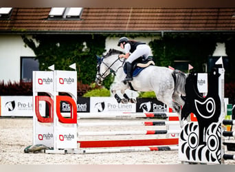Polish sport horse, Mare, 7 years, 16.1 hh, Grey