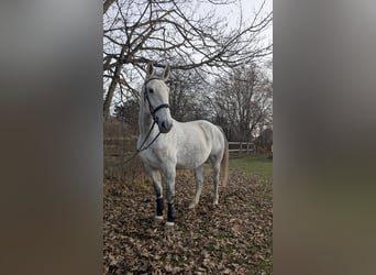 Polish sport horse, Mare, 7 years, 16.2 hh, Grey