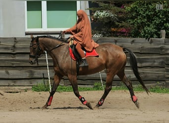 Polish sport horse, Mare, 7 years, 17.1 hh, Leopard-Piebald