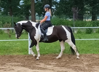 Polish sport horse, Mare, 8 years, 15.2 hh
