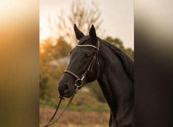 Polish sport horse, Mare, 8 years, 16.2 hh, Black