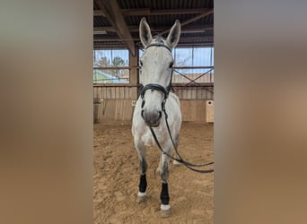 Polish sport horse, Mare, 8 years, 16.2 hh, Grey