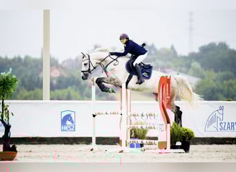 Polish sport horse, Mare, 8 years, 16,1 hh, Grey-Dapple