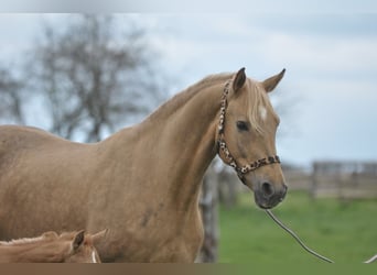 Polish sport horse, Mare, 9 years, 16.1 hh, Palomino