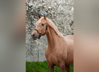 Polish sport horse, Mare, 9 years, 16.1 hh, Palomino