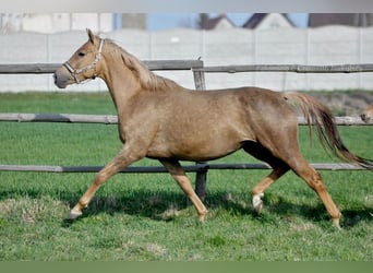 Polish sport horse, Mare, 9 years, 16.1 hh, Palomino