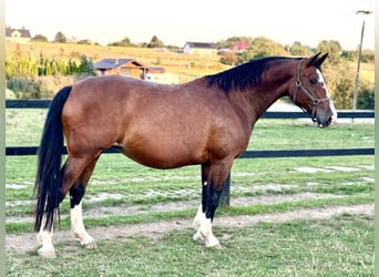 Polish sport horse, Mare, 9 years, 16.2 hh, Brown
