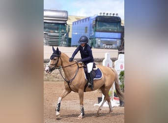 Polish sport horse, Mare, 9 years, 16 hh, Palomino