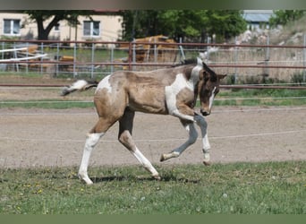Polish sport horse, Mare, Foal (02/2026), 16.3 hh, Pinto