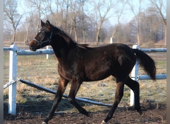 Polish sport horse, Mare, Foal (03/2025), 16,1 hh, Bay-Dark
