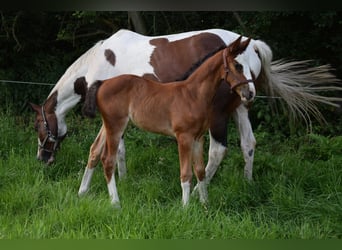 Polish sport horse, Mare, Foal (06/2026), Brown