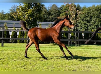 Polish sport horse, Mare, Foal (04/2025), Brown