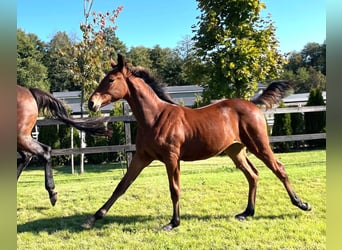 Polish sport horse, Mare, Foal (04/2025), Brown