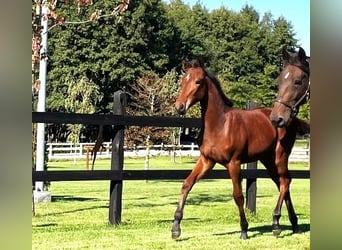 Polish sport horse, Mare, Foal (04/2025), Brown