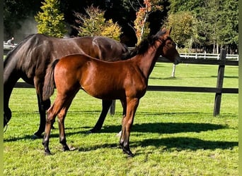 Polish sport horse, Mare, Foal (04/2025), Brown