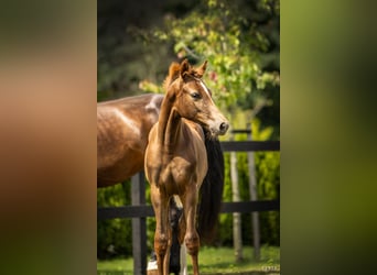 Polish sport horse, Mare, Foal (04/2025), Chestnut-Red