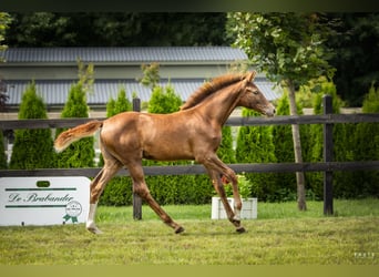 Polish sport horse, Mare, Foal (04/2025), Chestnut-Red