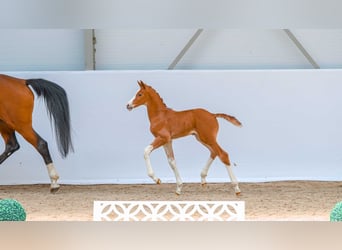 Polish sport horse, Mare, Foal (05/2026), Chestnut
