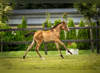 Polish sport horse, Mare, Foal (06/2025), Grey