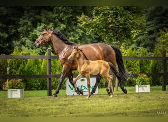 Polish sport horse, Mare, Foal (06/2025), Grey