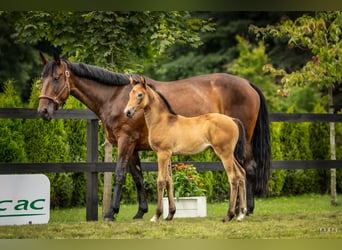Polish sport horse, Mare, Foal (06/2025), Grey